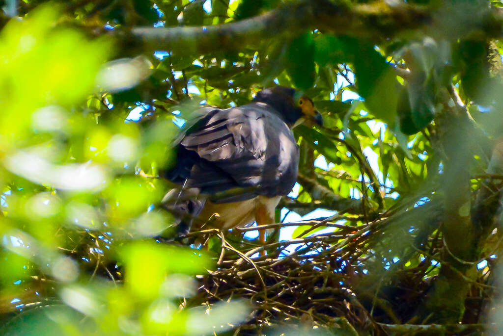 Image of Grey-bellied Goshawk