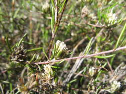 Image of Metalasia tenuifolia DC.