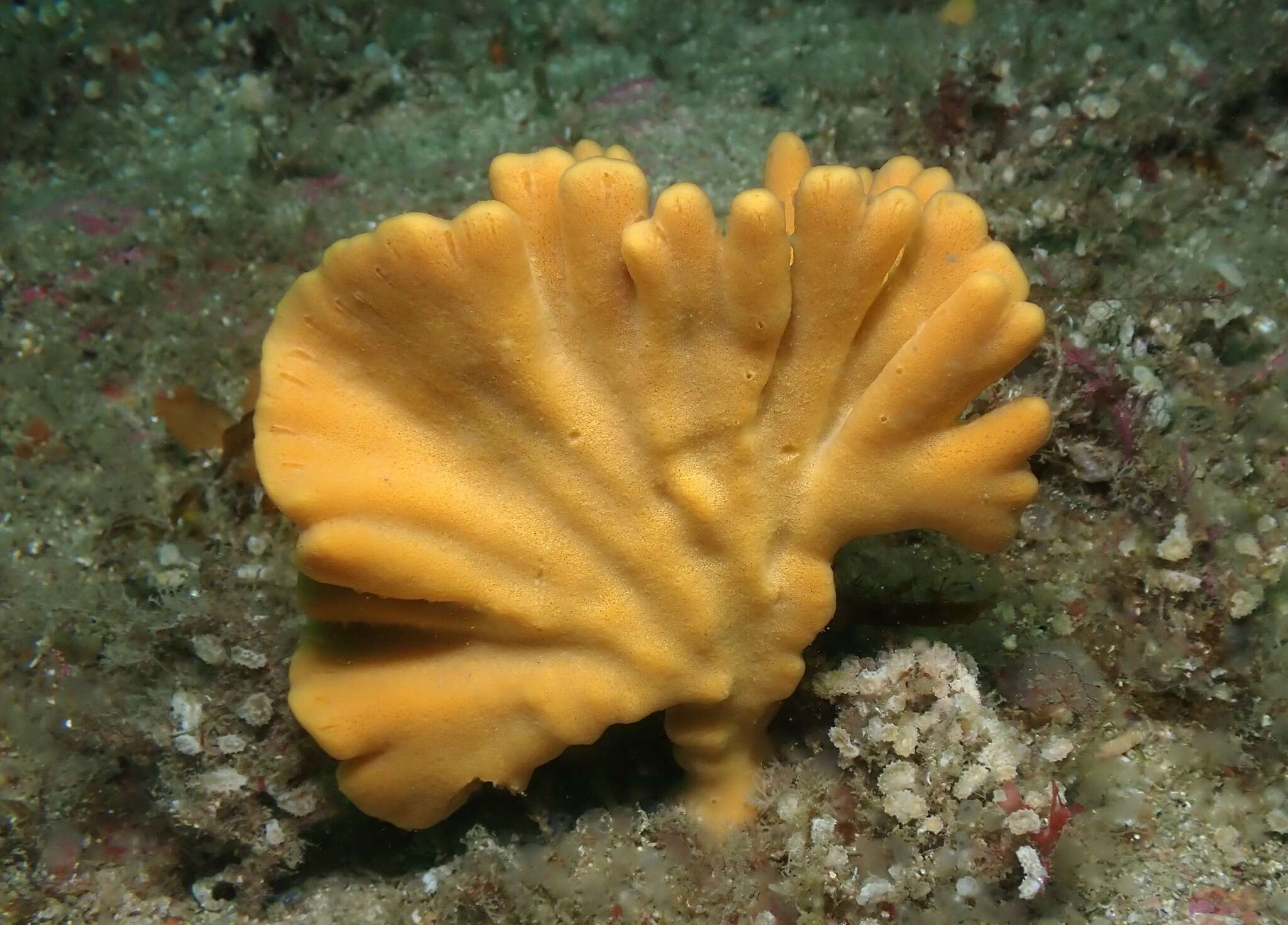 Image of branching sponge