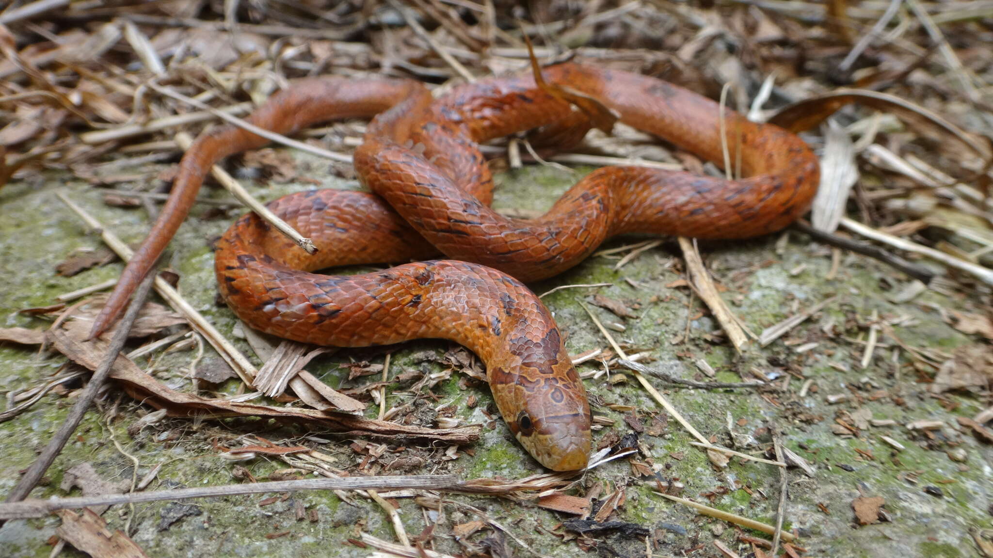 صورة Oligodon formosanus (Günther 1872)