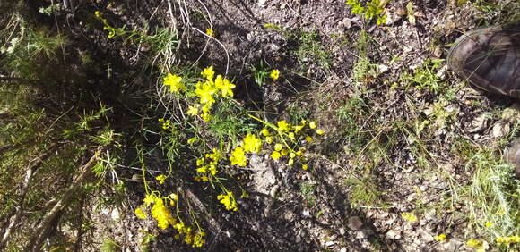 Image of Haplophyllum rosmarinifolium (A. Juss. ex Pers.) G. Don