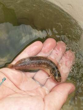 Image of Spotted Codling