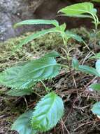 Image of Climbing Hydrangea