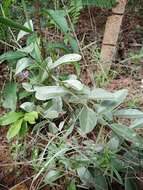 Imagem de Galactia grewiifolia (Benth.) Taub.