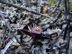 Image de Ceropegia caespitosa subsp. caespitosa