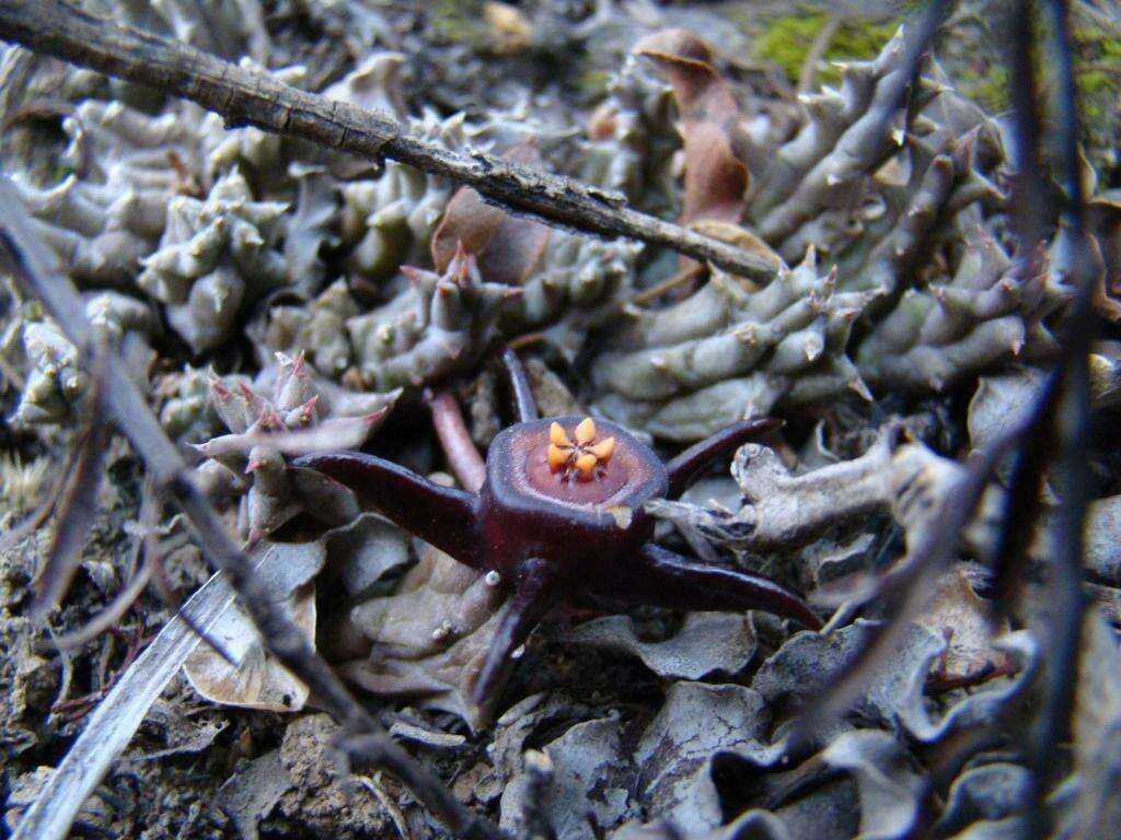 Image de Ceropegia caespitosa subsp. caespitosa