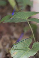 Image of Vestalis amethystina Lieftinck 1965