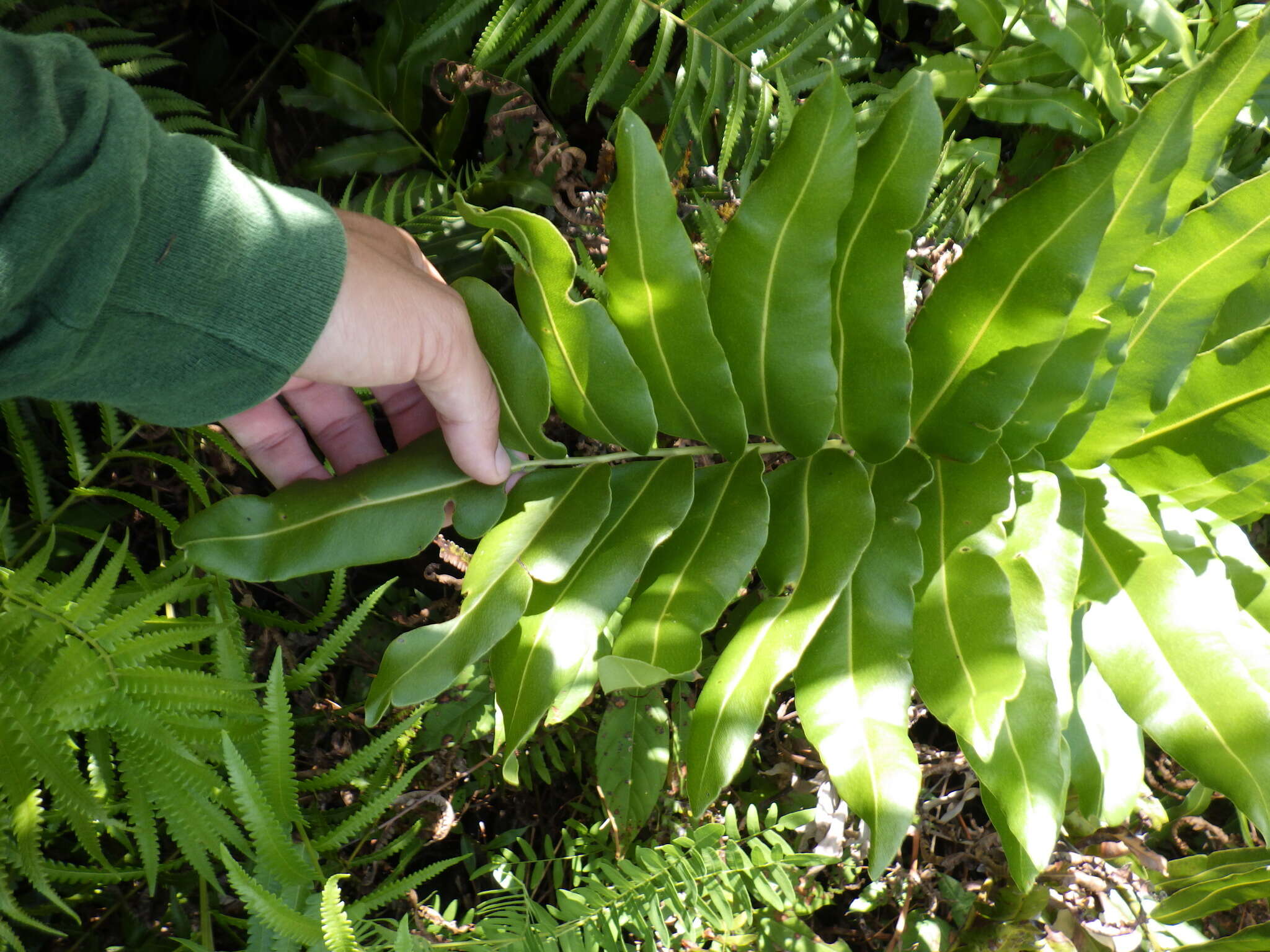 Image of giant leather fern