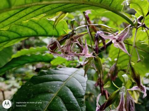 Image of Cestrum miradorense Francey