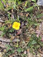 Imagem de Eschscholzia ramosa (Greene) Greene