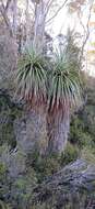 صورة Richea pandanifolia Hook. fil.