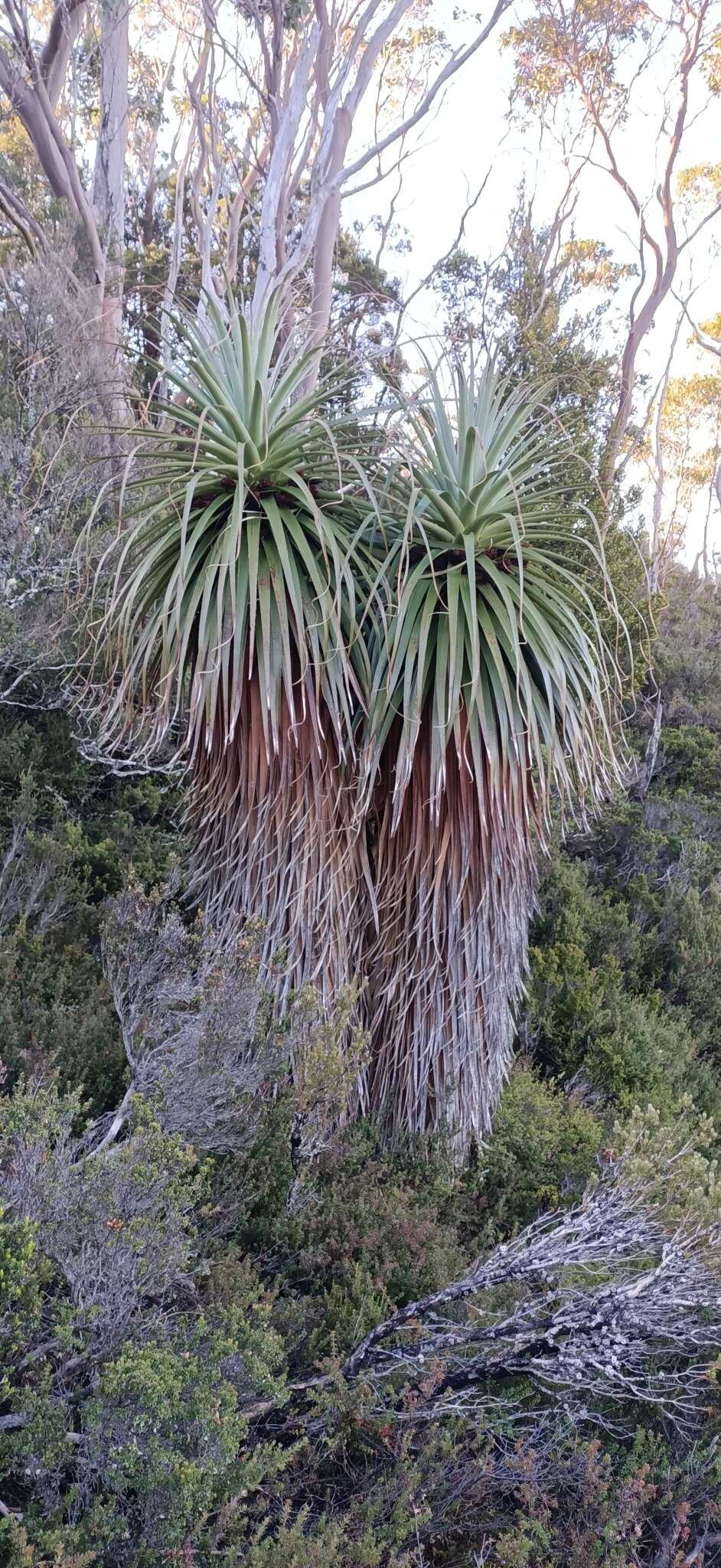 Sivun Richea pandanifolia Hook. fil. kuva