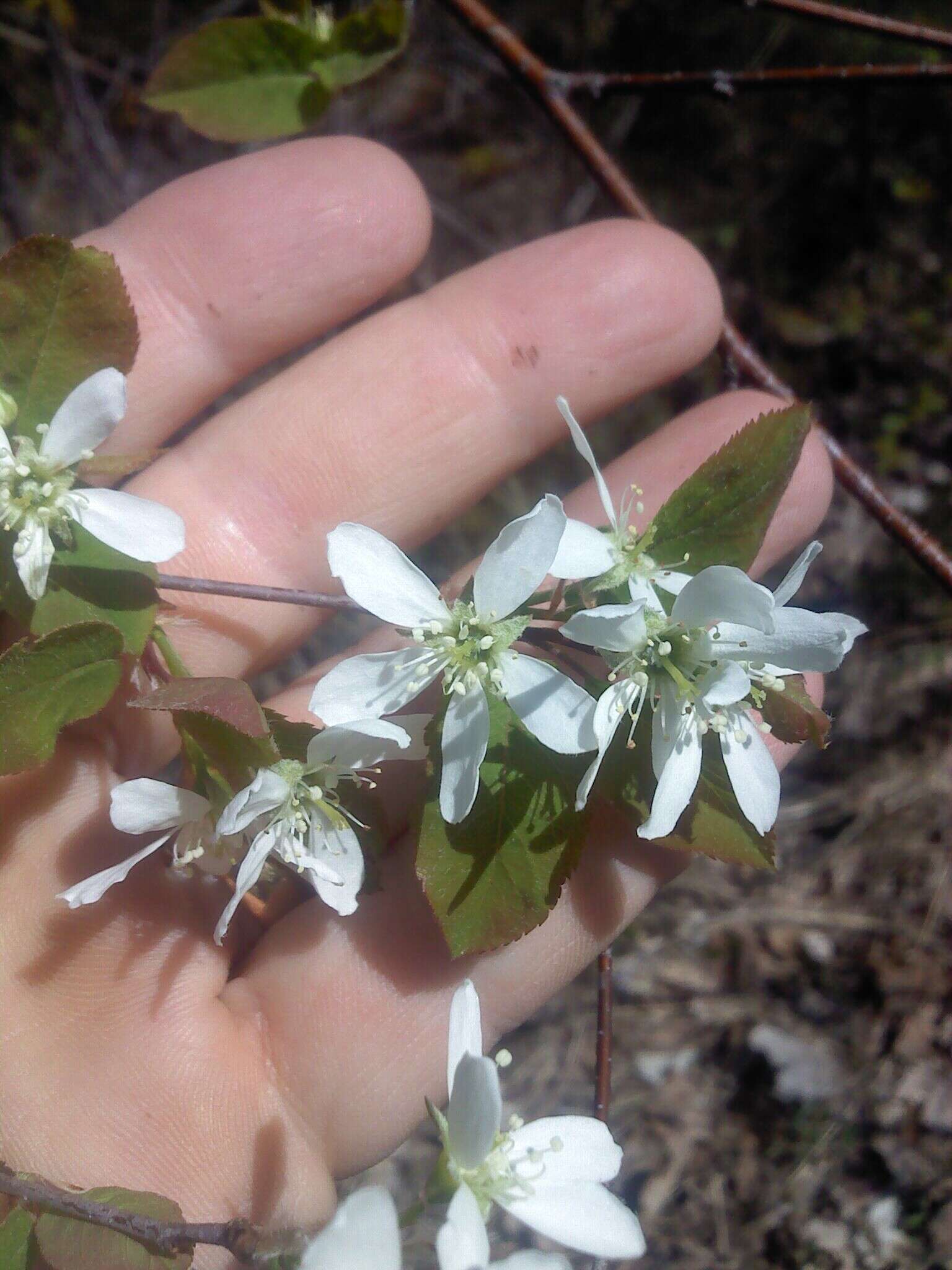 Image of oblongfruit serviceberry