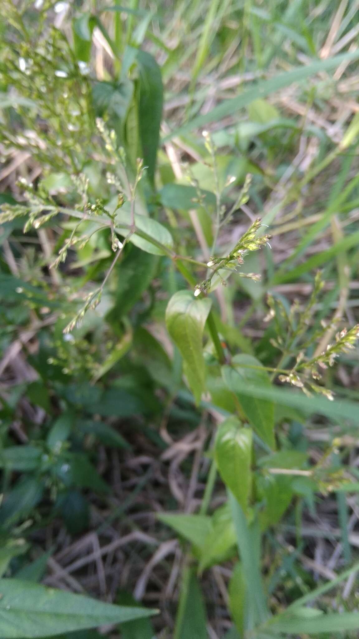 Image of Marsh Water-Willow