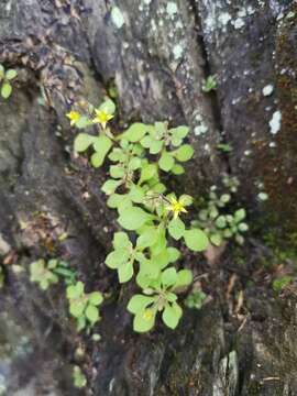 Image of Sedum stellariifolium Franch.