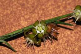 Image of Aspidoglossum biflorum E. Mey.