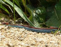 Image of San Francisco garter snake