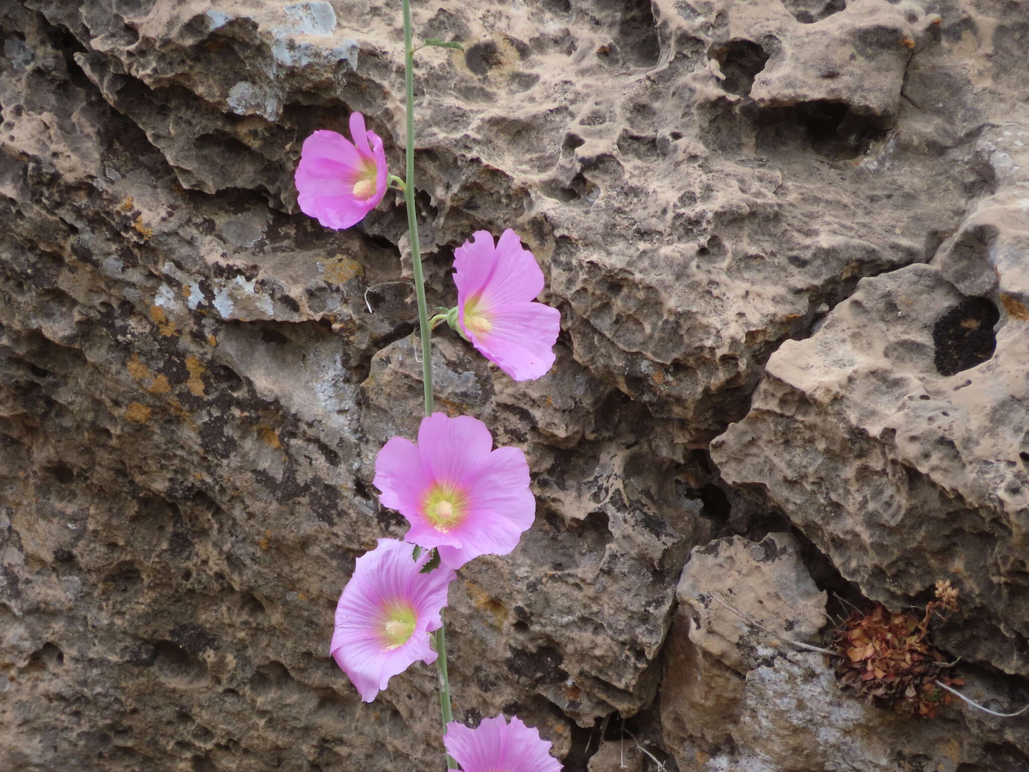 Image de Alcea dissecta (Baker) Zoh.