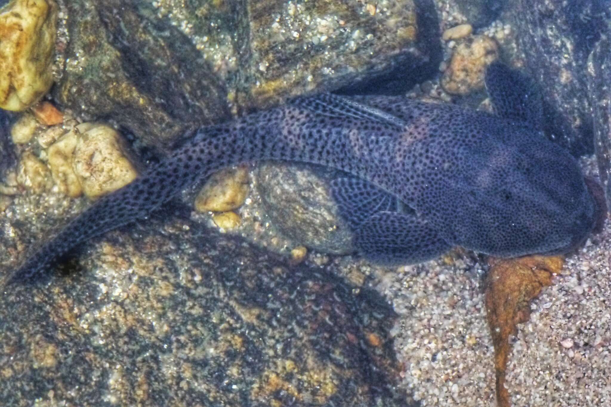 Image of Hypostomus paranensis Weyenbergh 1877