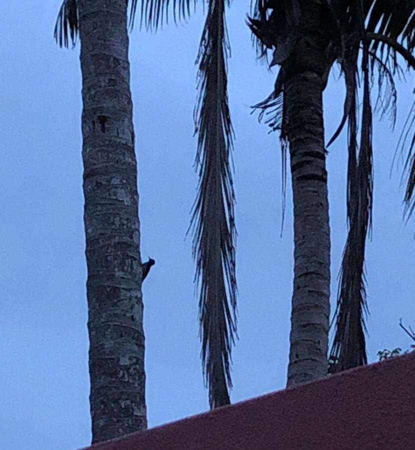 Image of Puerto Rican Woodpecker