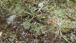 Image of Riccia bifurca Hoffm.