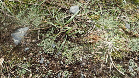 Image of Riccia bifurca Hoffm.