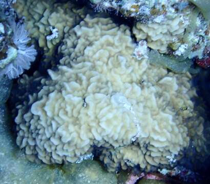 Image of lettuce coral