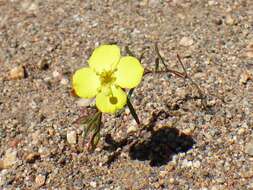 Image of Mojave suncup