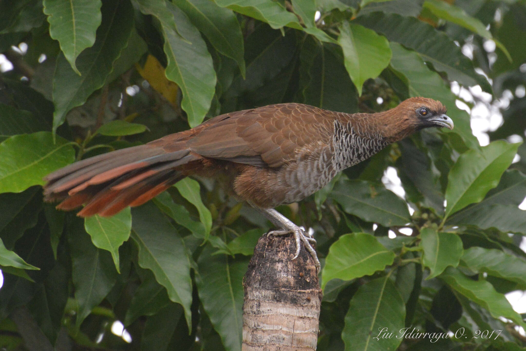 Image of Scaled Chachalaca