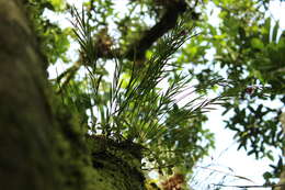 Imagem de Isochilus oaxacanus Salazar & Soto Arenas