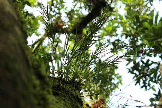 Plancia ëd Isochilus oaxacanus Salazar & Soto Arenas