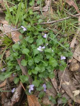 Image of Viola hederacea subsp. sieberiana (Sprengel) L. G. Adams