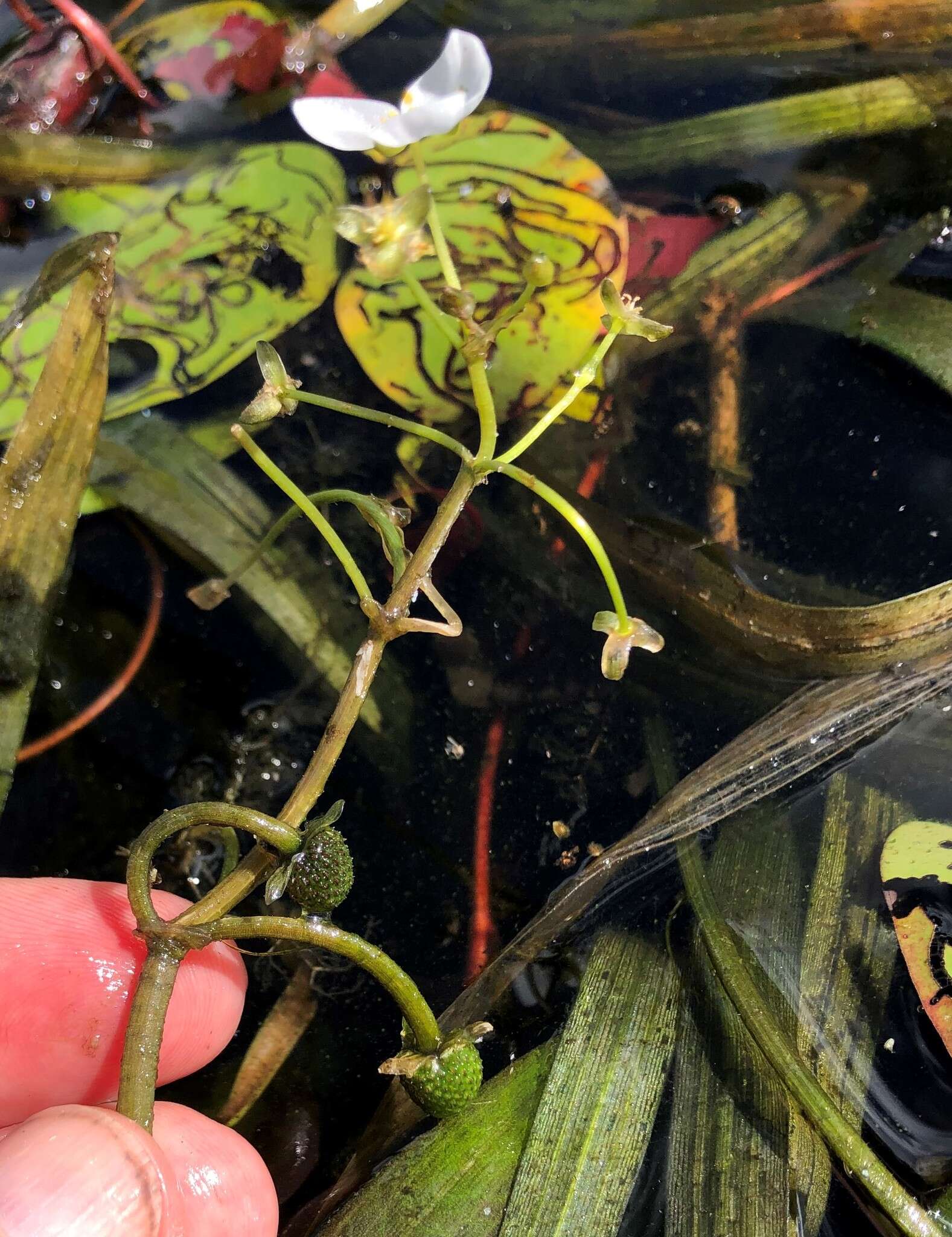 Imagem de Sagittaria subulata (L.) Buchenau