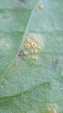 Image of Puccinia dioicae Magnus 1877