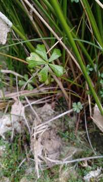 Image of Hydrocotyle muscosa R. Br. ex A. Rich.