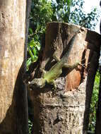 Image of Guatemalan Emerald Spiny Lizard