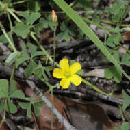 Oxalis perennans Haw.的圖片