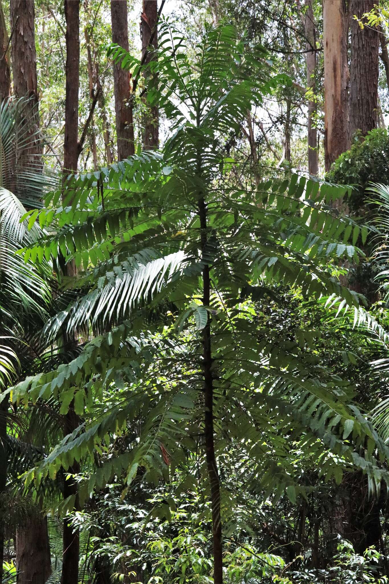 Image of Polyscias murrayi (F. Muell.) Harms