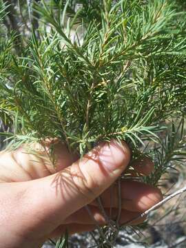 Image de Melaleuca trichostachya Lindl.