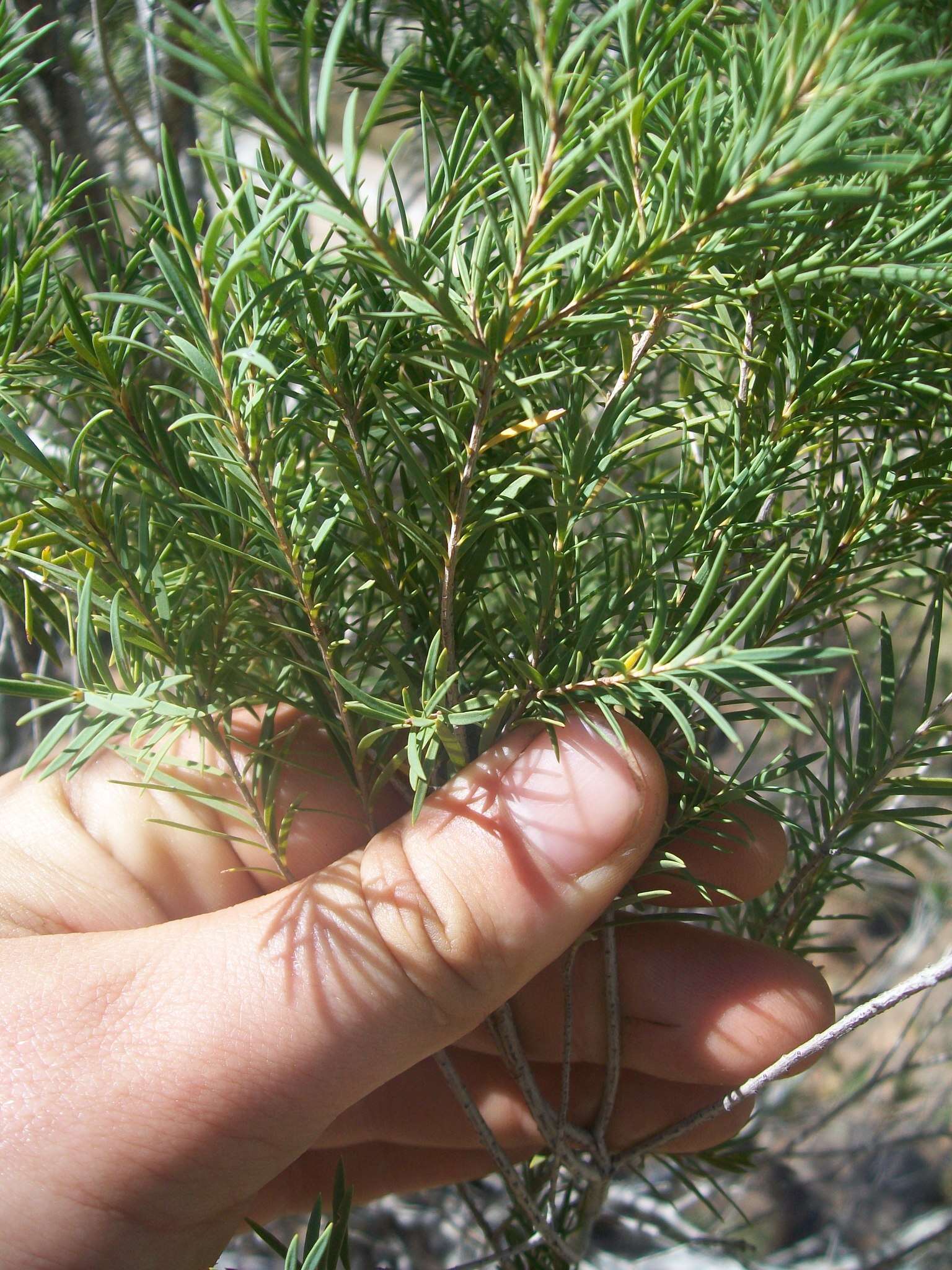 Image de Melaleuca trichostachya Lindl.