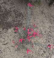 Image of Grevillea lavandulacea subsp. lavandulacea