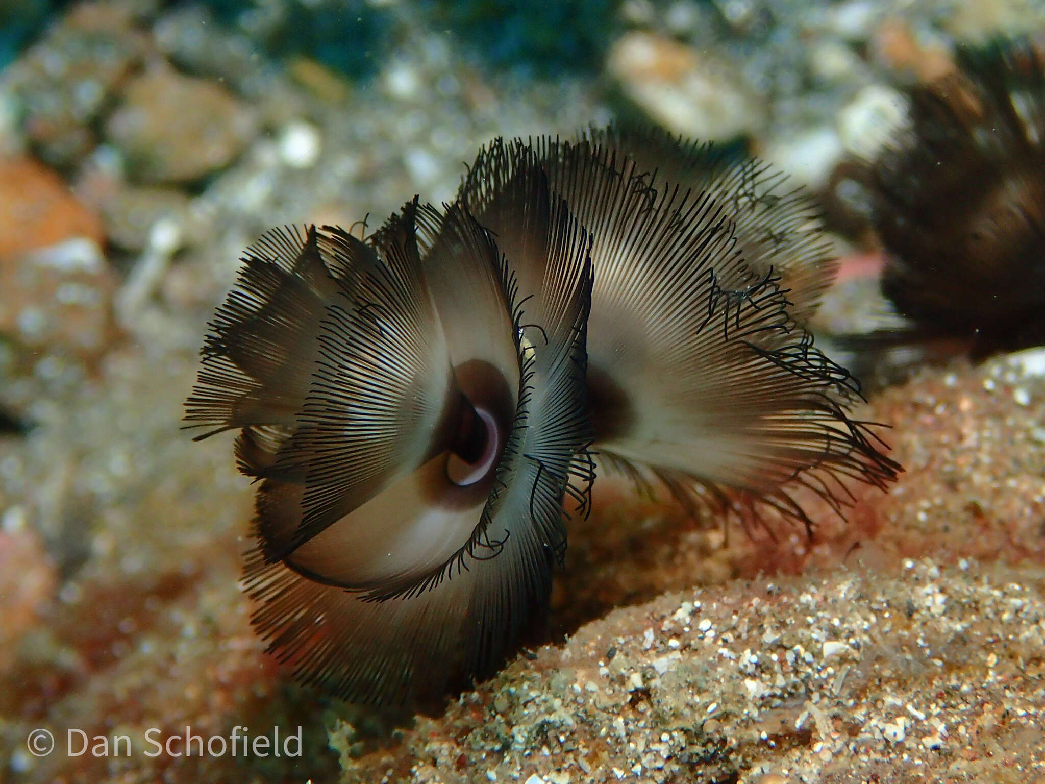 Image of Brown whirl tubeworm