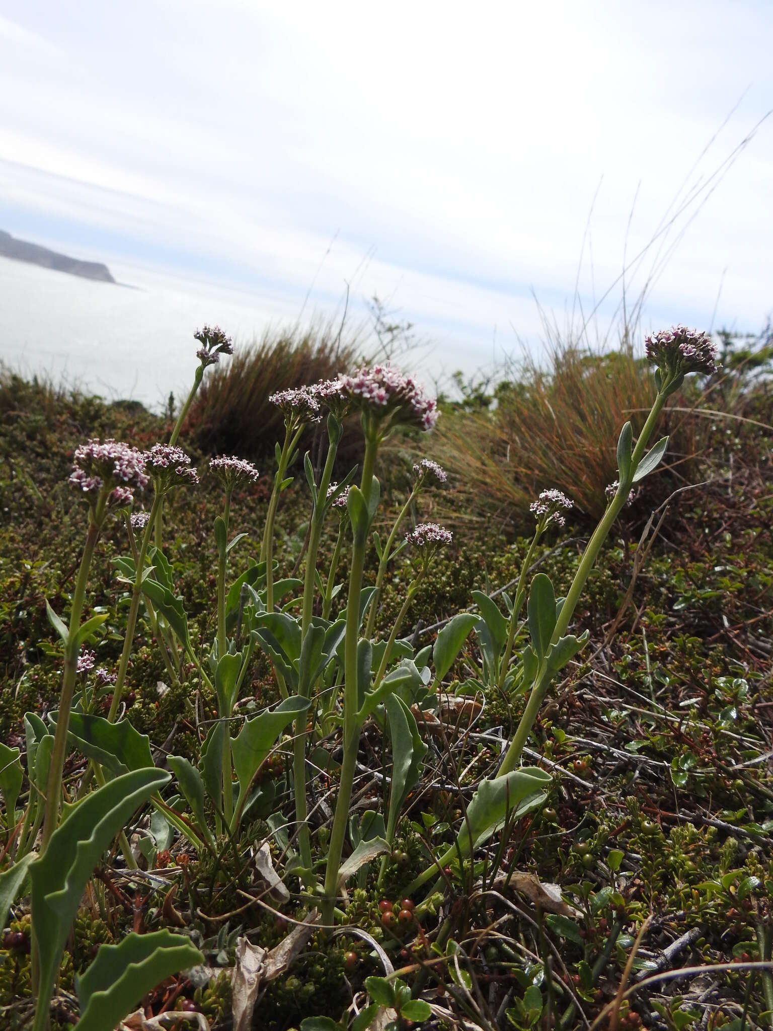 Image of Valeriana carnosa Sm.