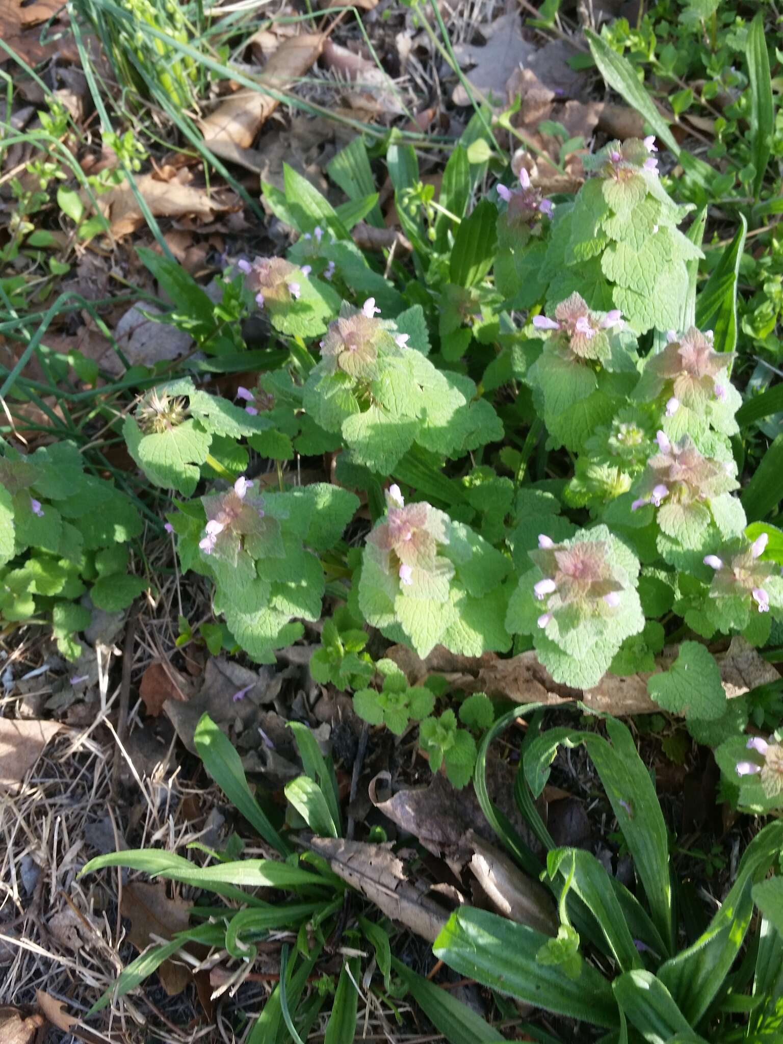 Image of purple archangel