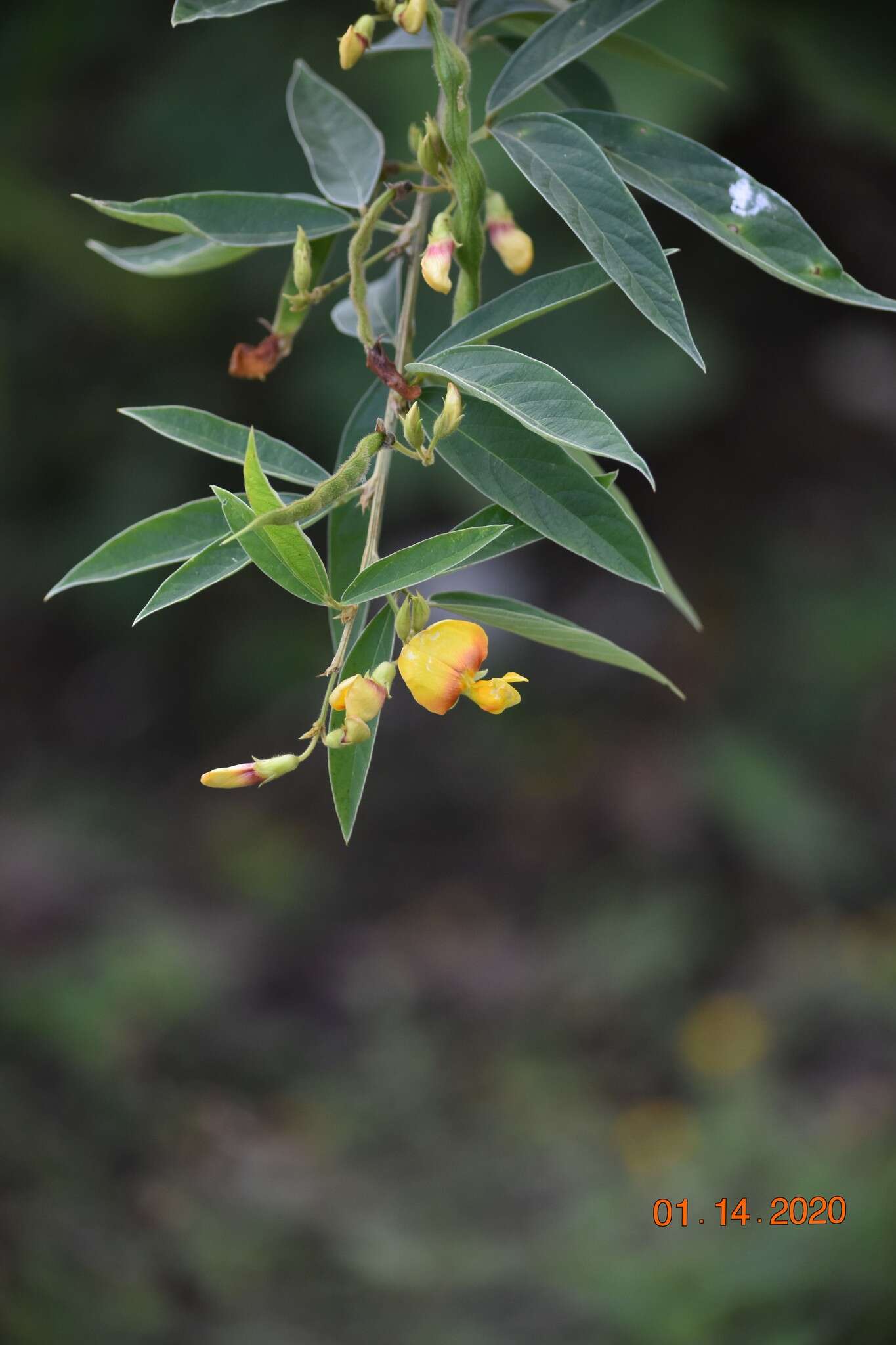 Image of pigeonpea