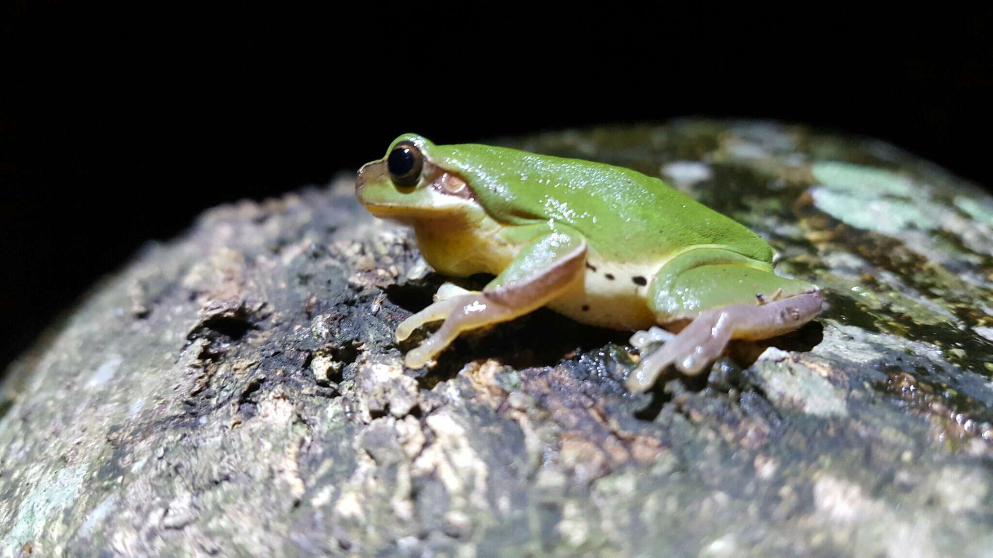 Hyla chinensis Günther 1858的圖片