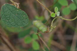 Image of showy pigeonpea