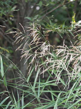 Image of Phragmites japonicus Steud.