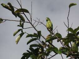Image of Spectacled Parrotlet