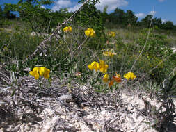 Слика од Lotus stepposus Kramina